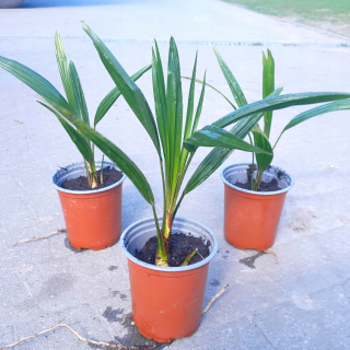 Mrazuvzdorná palma TRACHYCARPUS FORTUNEI VEĽKÝ VÝSEV V ČRENÁRE